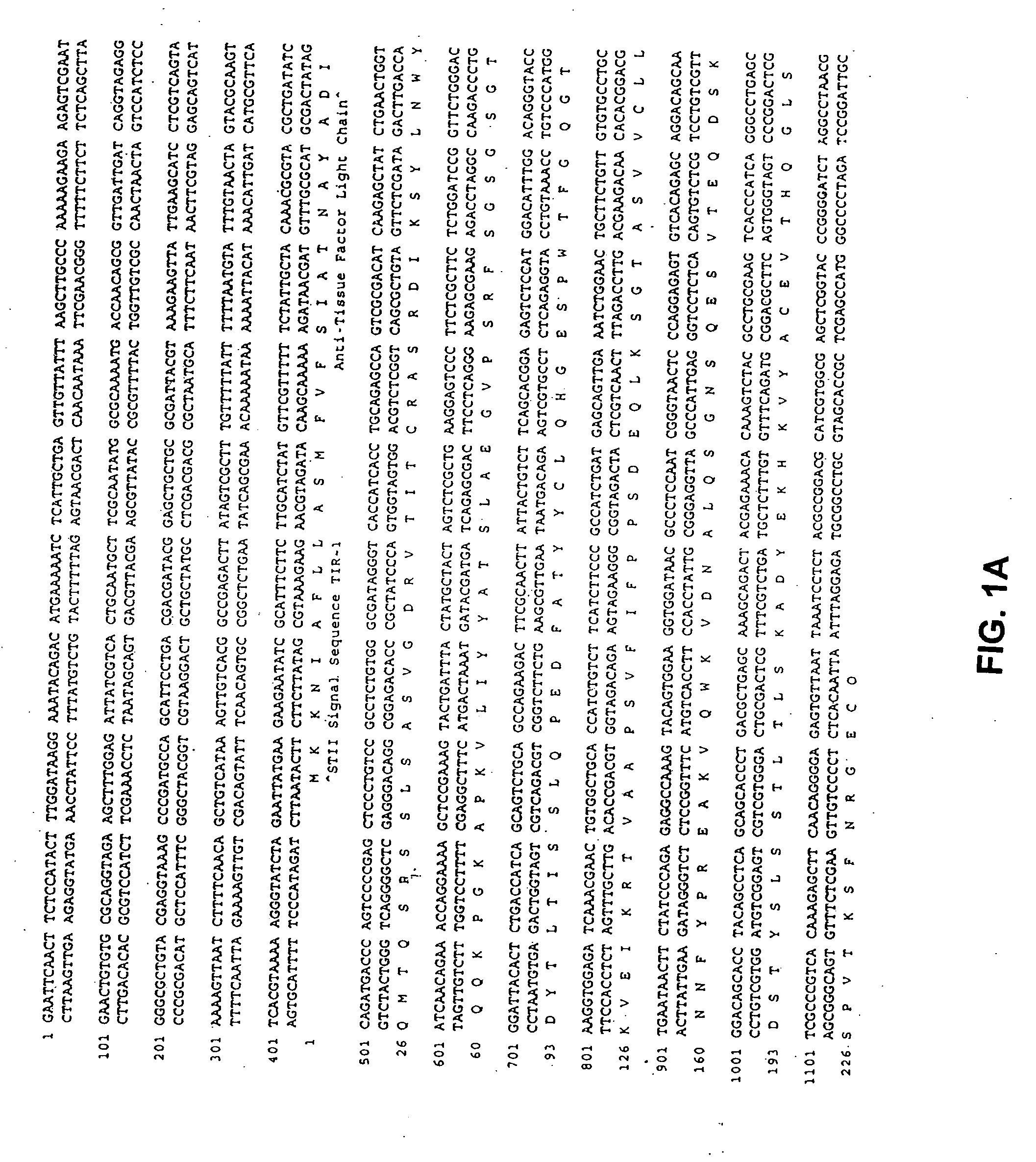 Methods and compositions for increasing antibody production