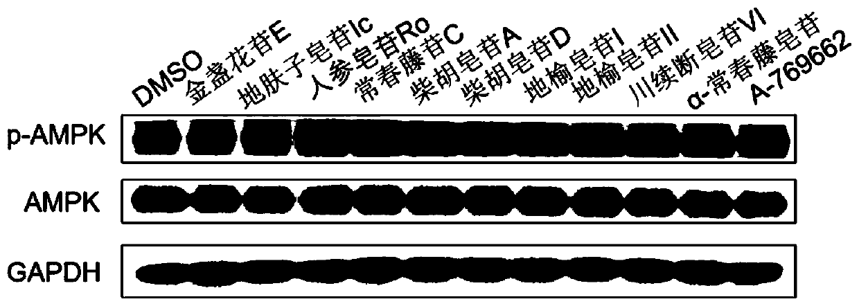 Medical use of pentacyclic triterpenoid saponin and pharmaceutical composition thereof