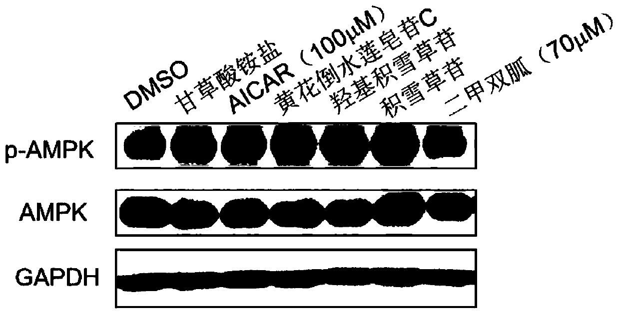 Medical use of pentacyclic triterpenoid saponin and pharmaceutical composition thereof