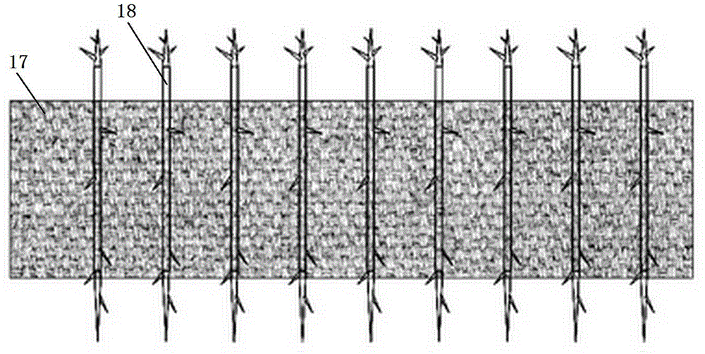 Device for transplanting fruit tree seedlings in group