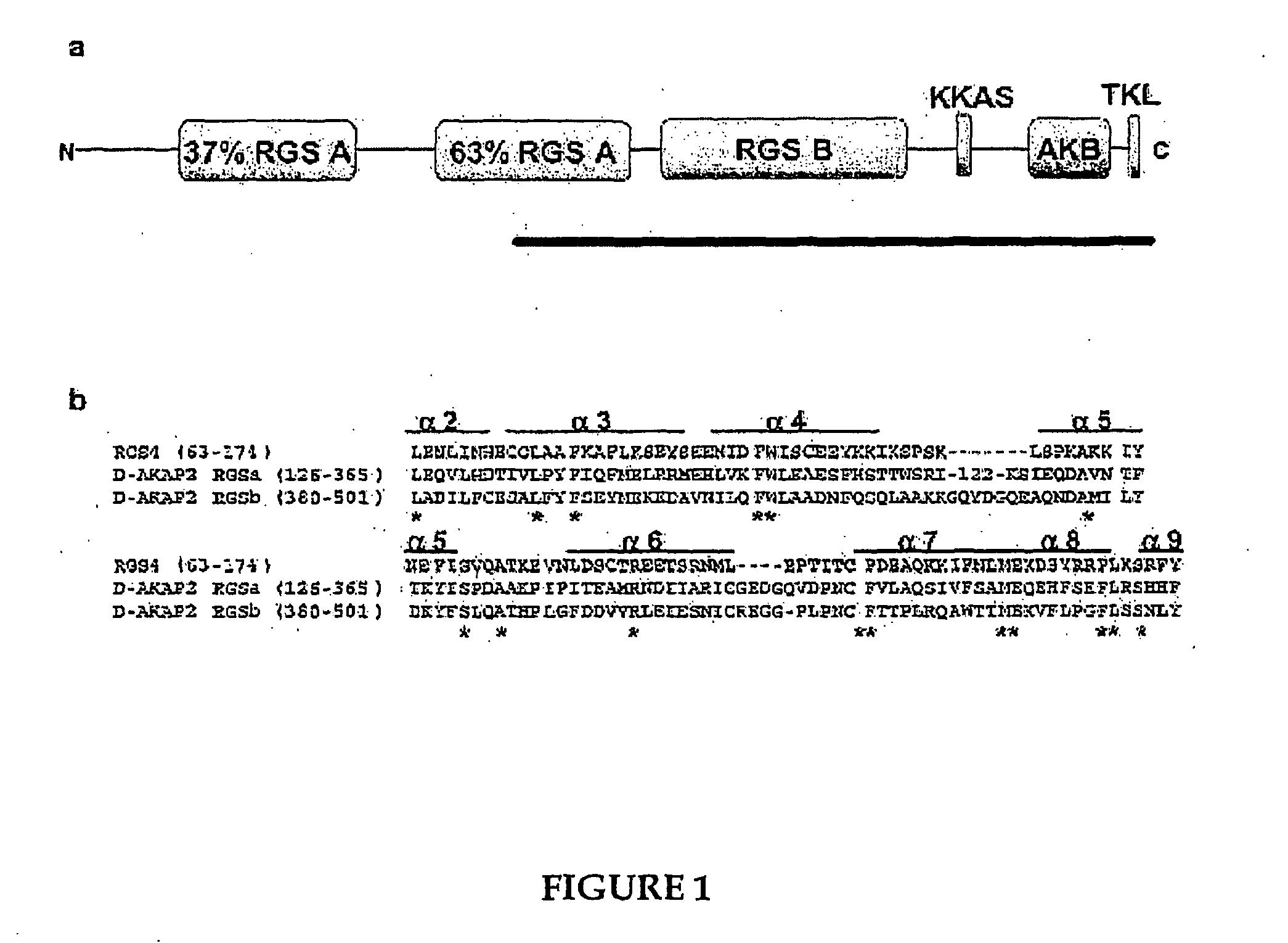 Methods for high resolution identification of solvent accessible amide hydrogens in polypeptides and for characterization of polypeptide structure