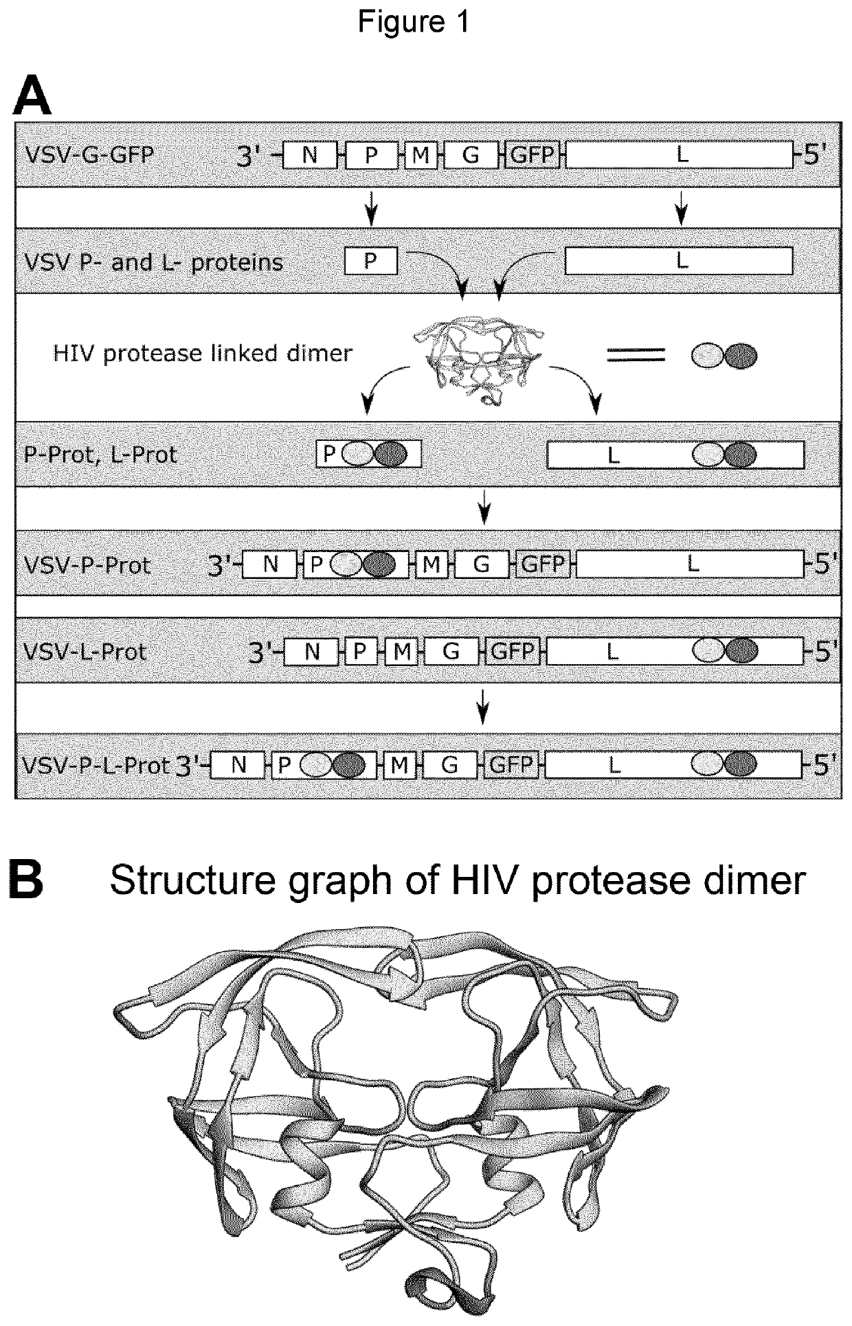 Novel Mechanism to Control RNA Virus Replication and Gene Expression