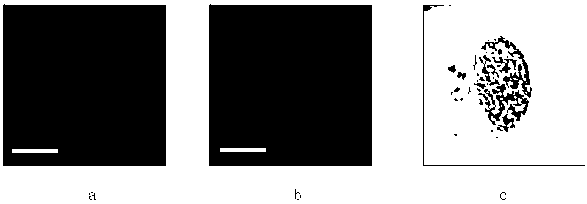 CYP5013C2 protein and coding gene thereof, and tetrahymena expressing CYP5013C2 protein