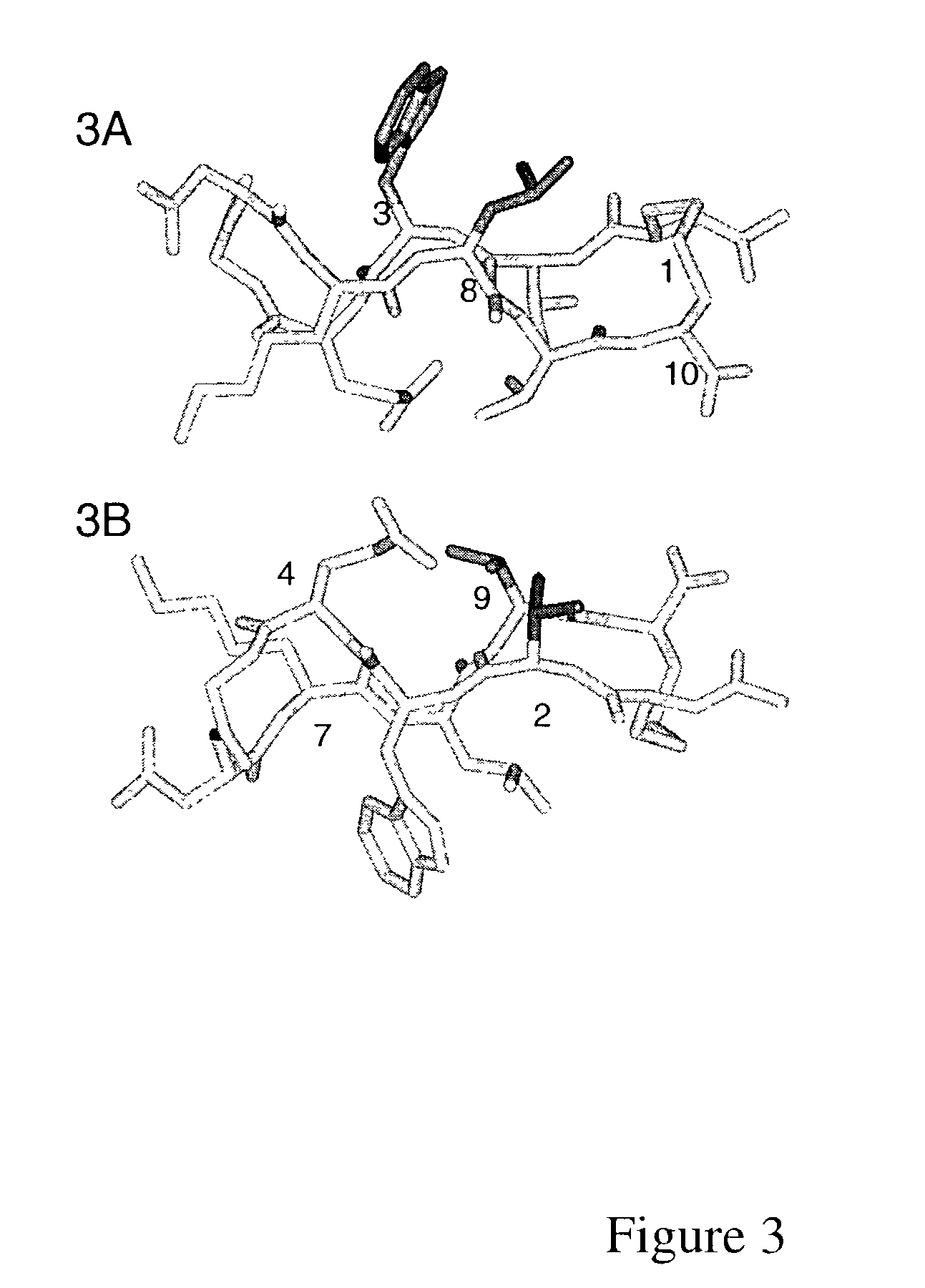 Structured peptide scaffold for displaying turn libraries on phage