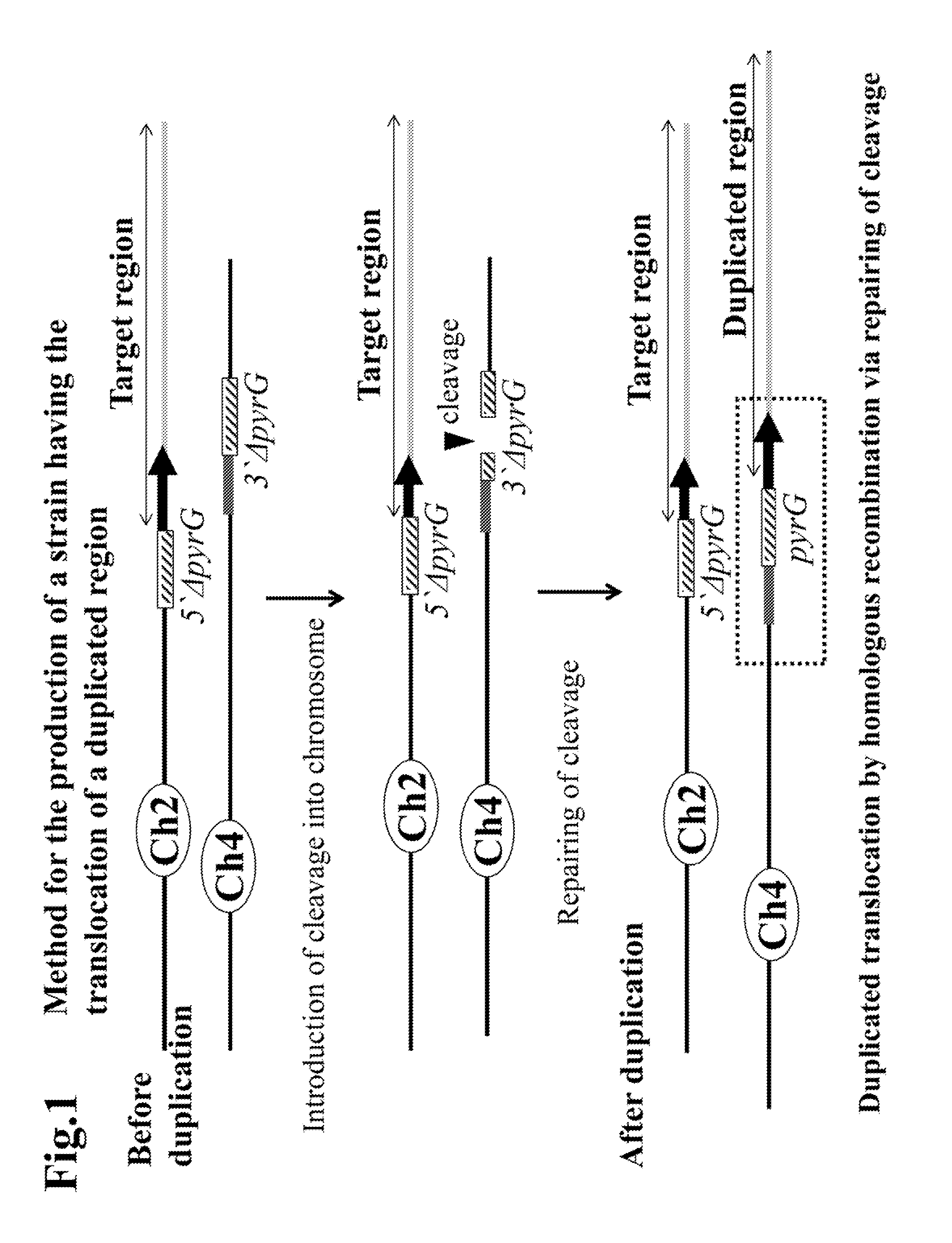 Method for the production of duplication and translocation of any region in the chromosome of aspergillus