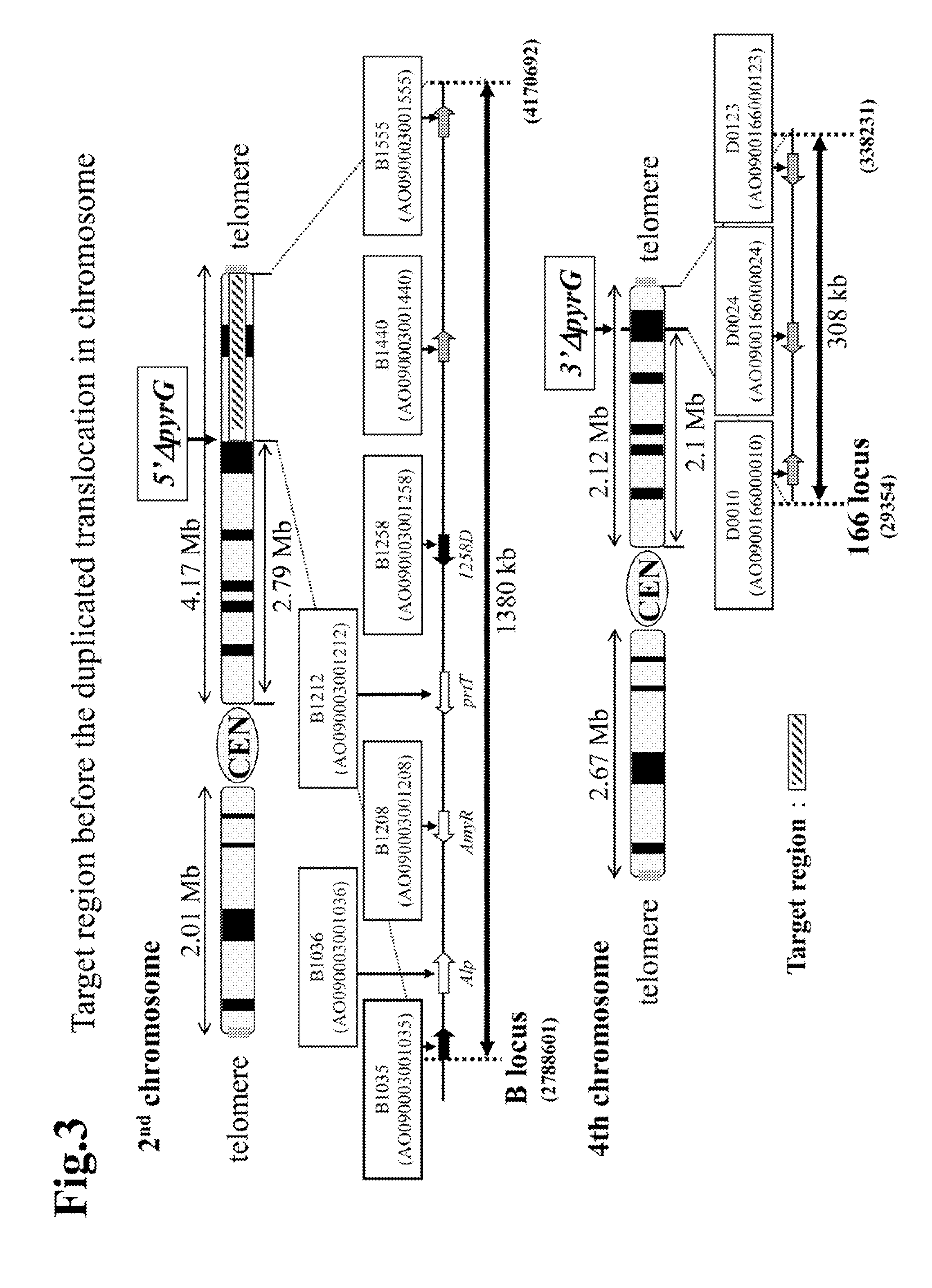 Method for the production of duplication and translocation of any region in the chromosome of aspergillus