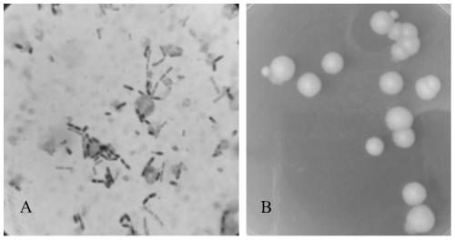 Bacillus subtilis for degrading aflatoxin b1 and its application