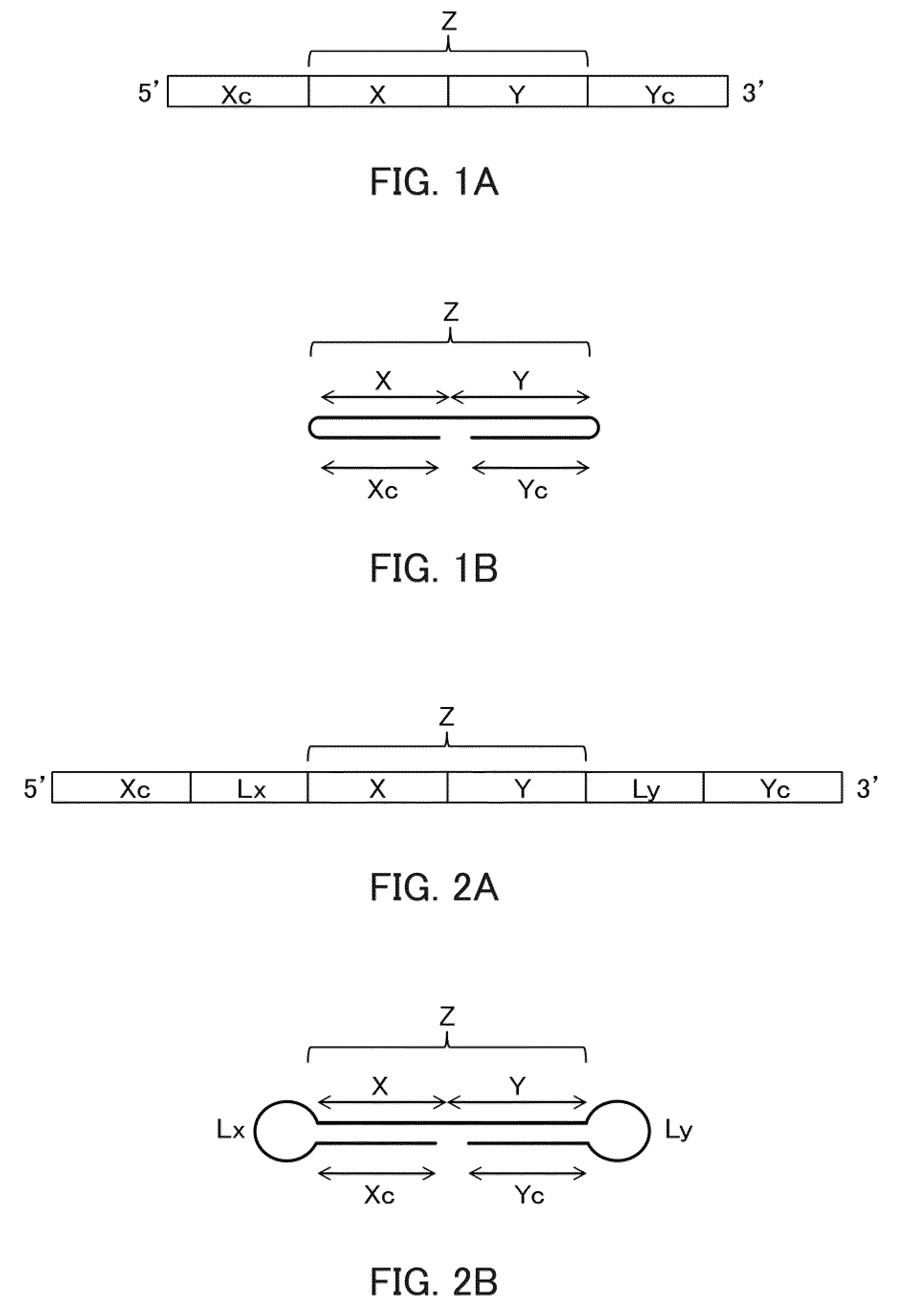 Single-stranded nucleic acid molecule for controlling gene expression