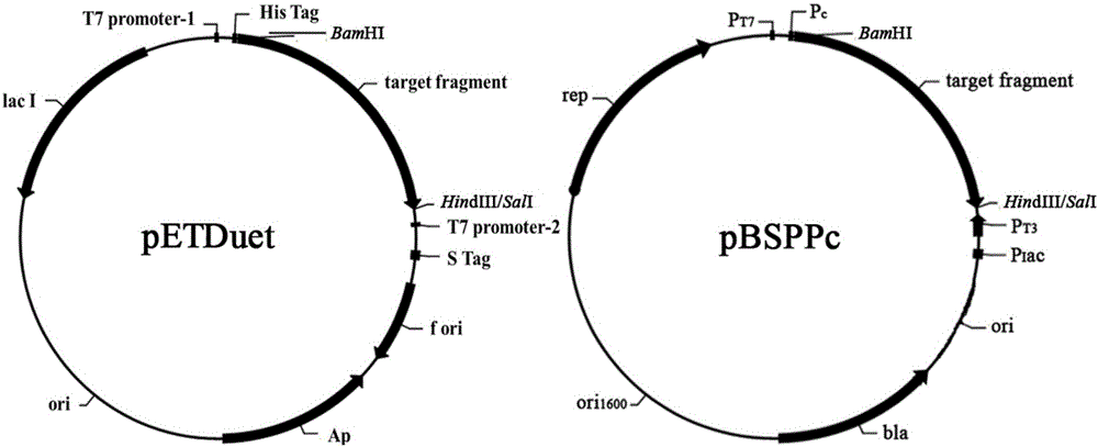 Actinomycete signal peptide for expressing intracellular protein to extracellular position and application thereof