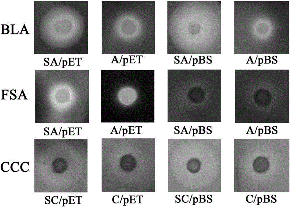 Actinomycete signal peptide for expressing intracellular protein to extracellular position and application thereof