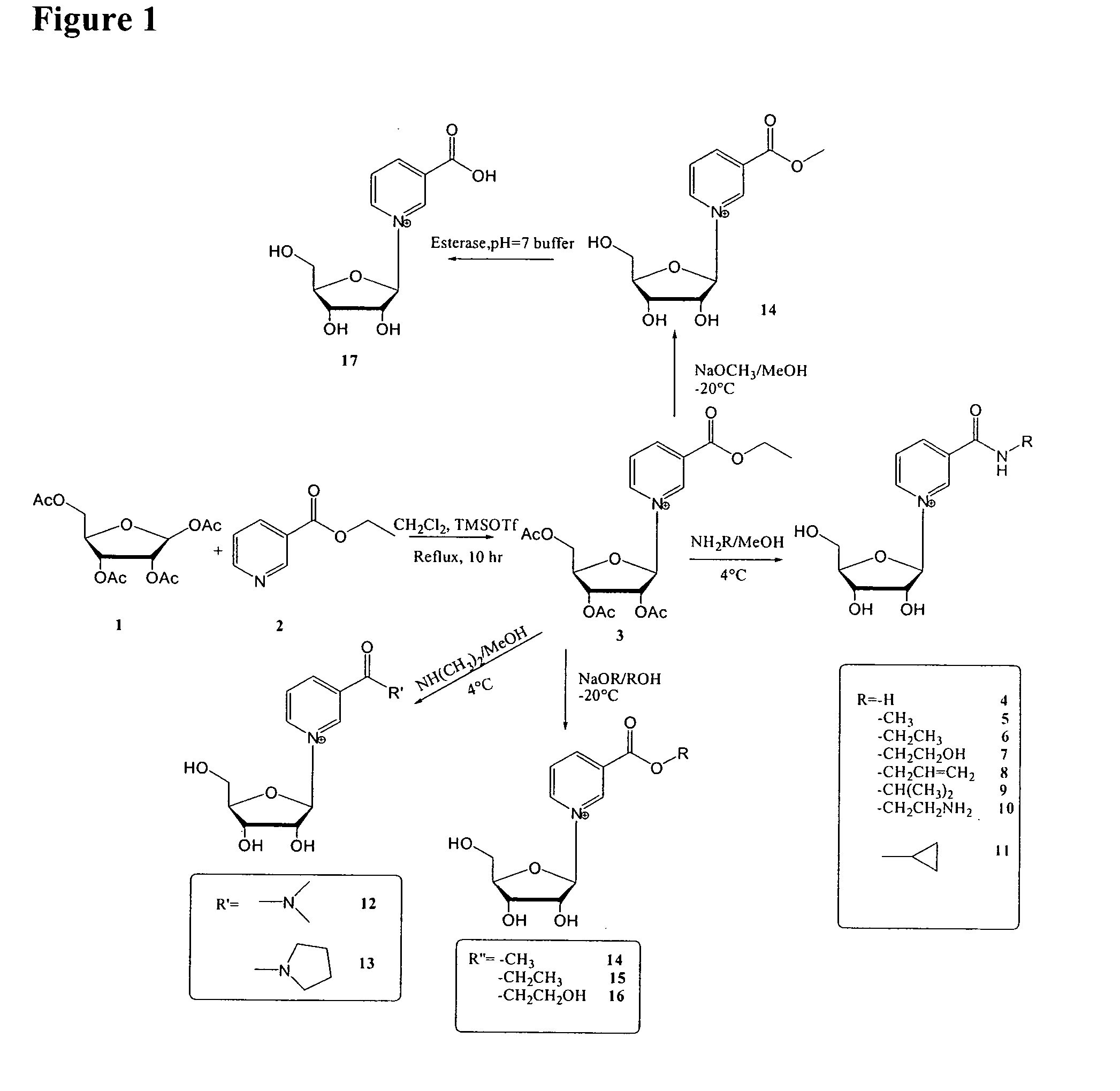 Nicotinoyl riboside compositions and methods of use