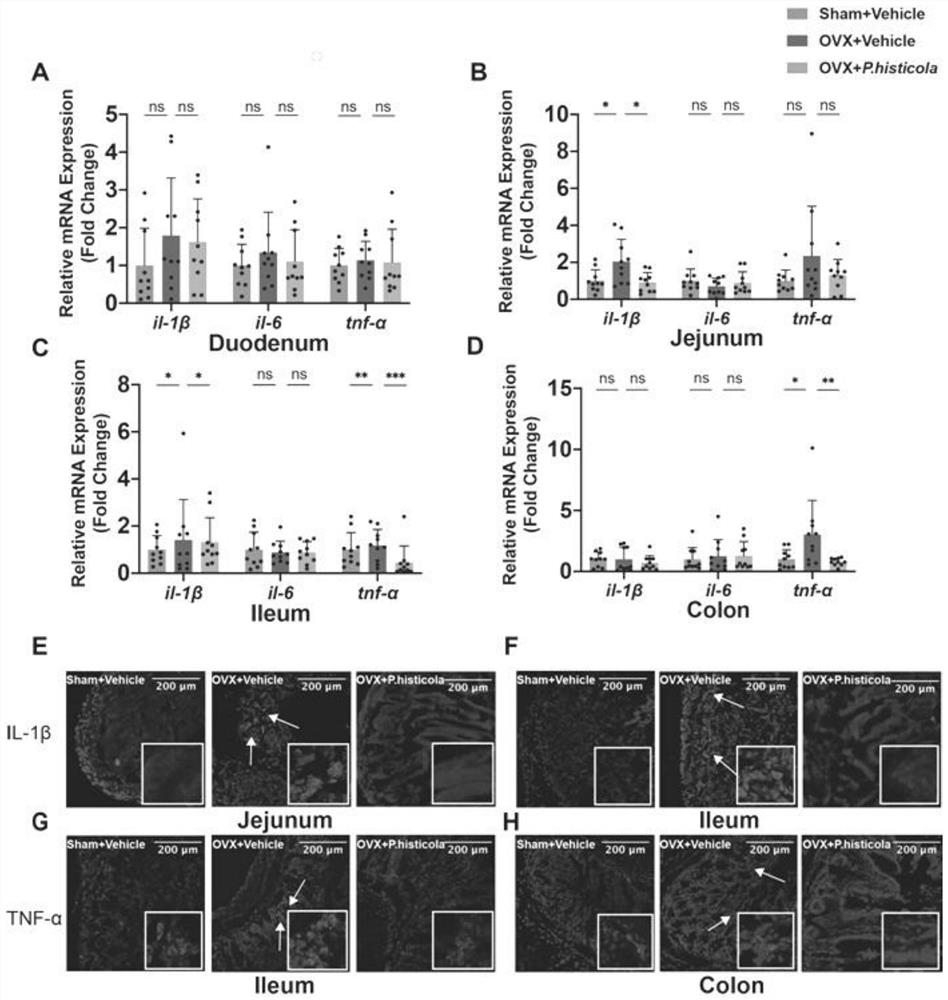 Application of prawnella in treatment or prevention of osteoporosis