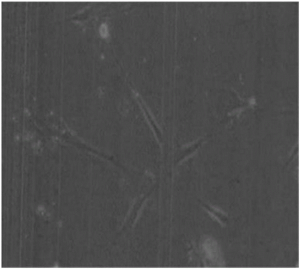 Serum-free stem cell culture medium and application thereof