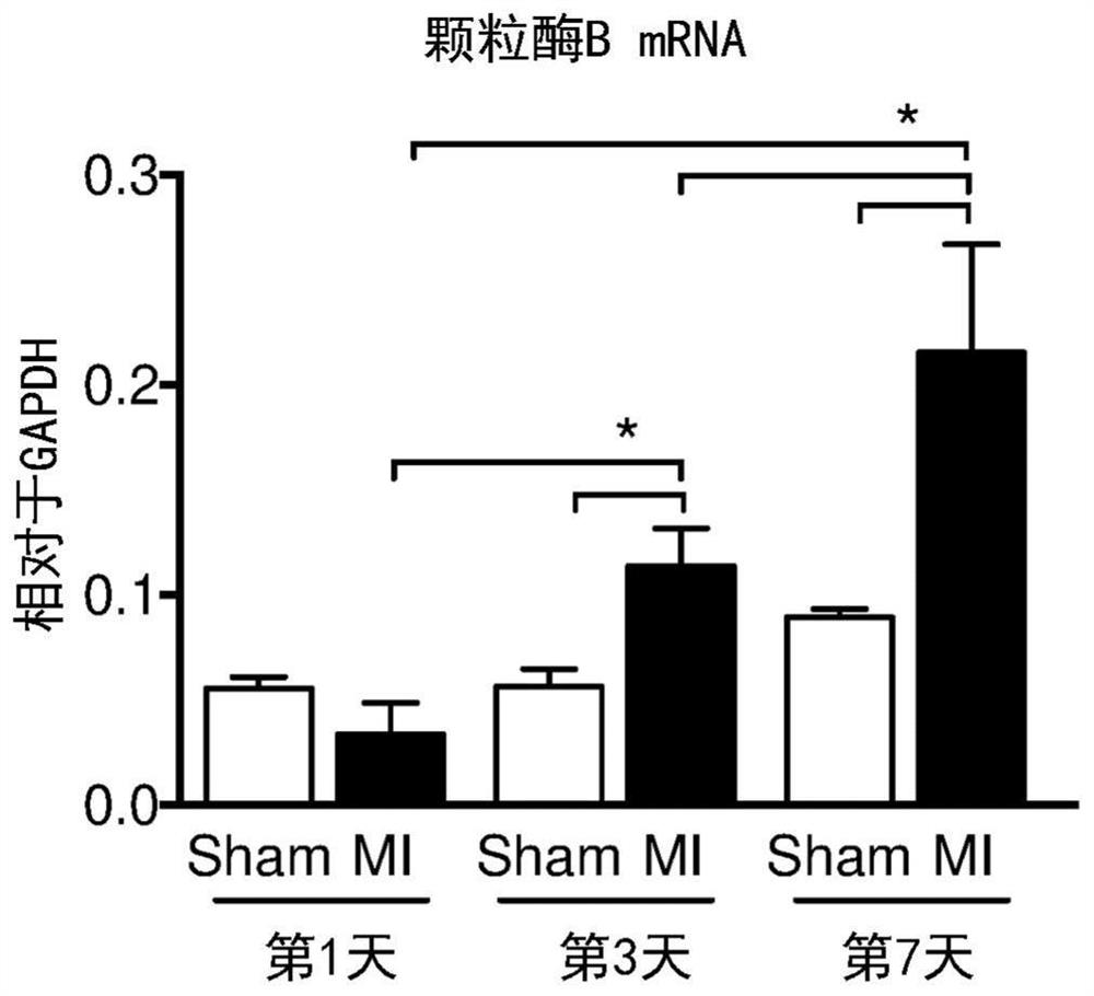 Neutralizing granzyme b for providing cardiac protection to subjects undergoing myocardial infarction