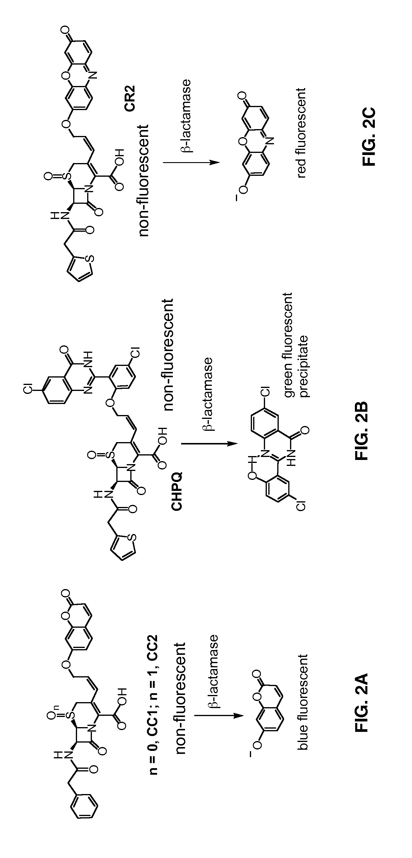 Use of bacterial beta-lactamase for in vitro diagnostics and in vivo imaging, diagnostics and therapeutics