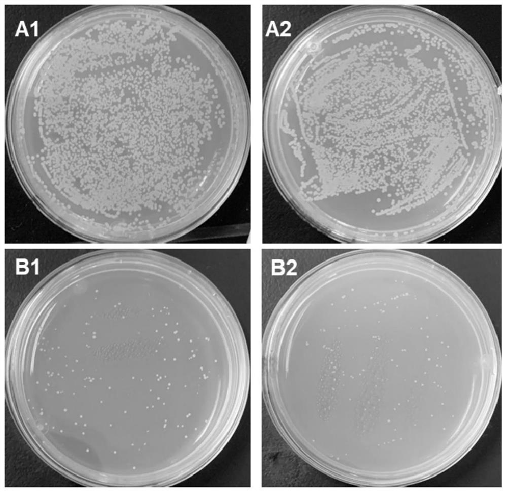 Antibacterial bionic coating as well as preparation method and application thereof