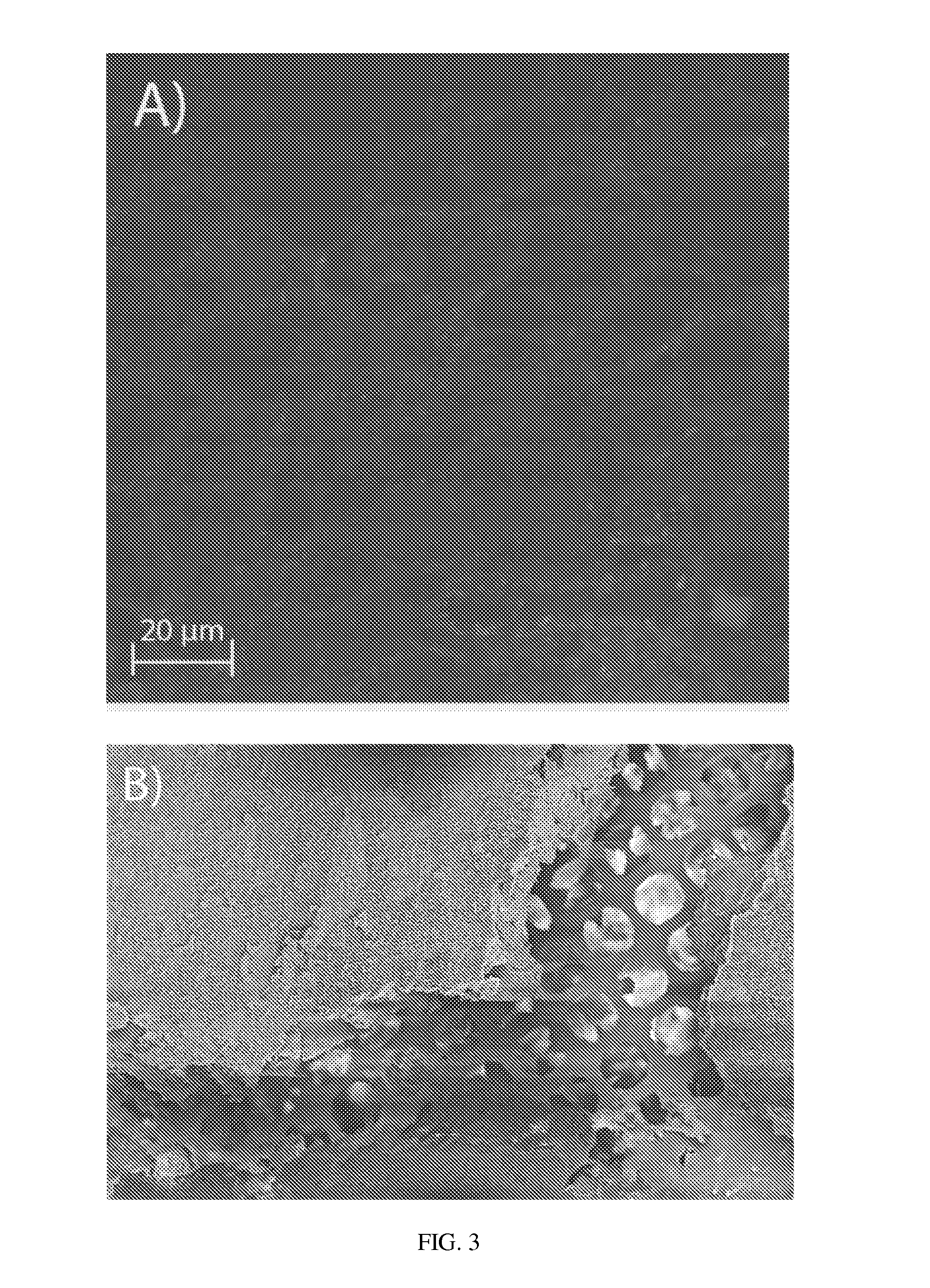 Porous membrane apparatus, method, and applications