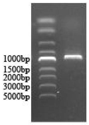 Recombinant bacillus subtilis for synthesizing lacto-N-neotetraose based on balanced UDP-sugar supply and construction method and application thereof