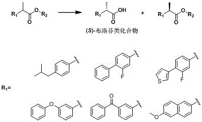 A kind of lipase mutant and its use