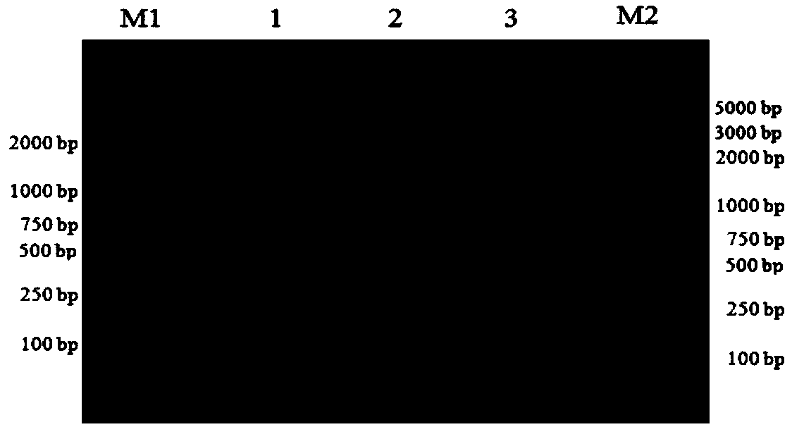 TaqMan fluorogenic quantitative PCR kit and detection method for porcine deltacoronavirus