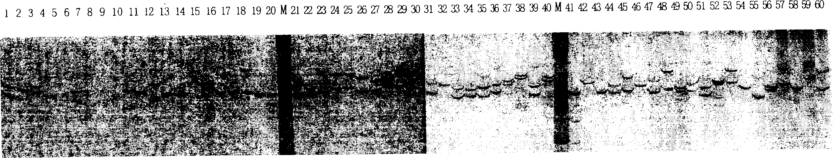 Chinese prawn B683 microsatellite label detecting technique