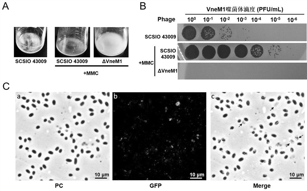 A temperate phage vnem1 regulating coral flora and its application