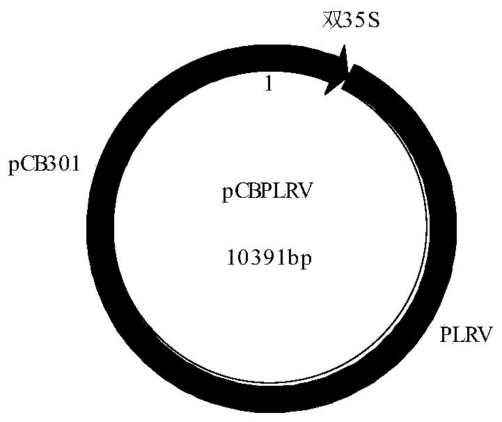 Potato leaf roll virus infectious clone and construction method thereof