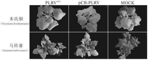 Potato leaf roll virus infectious clone and construction method thereof