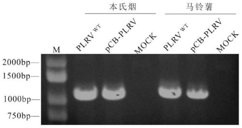 Potato leaf roll virus infectious clone and construction method thereof