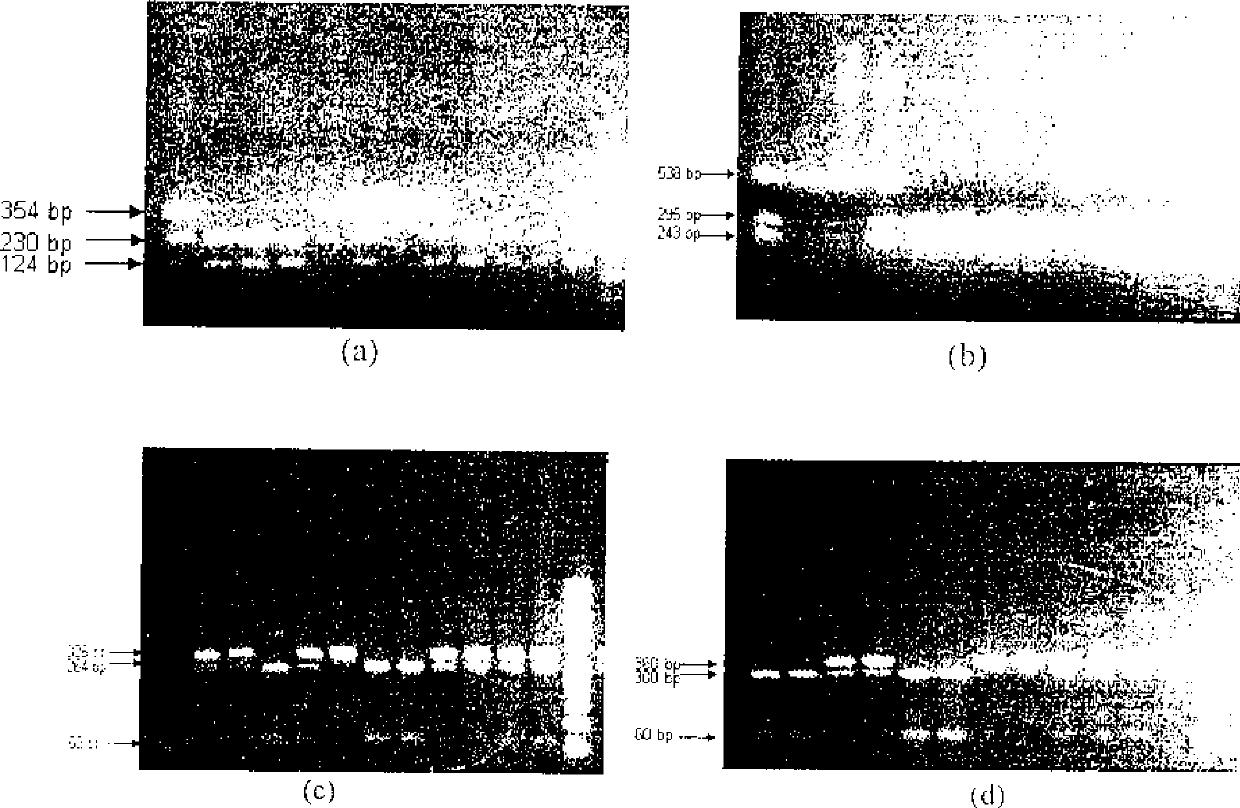 MUC4 molecular marker capable of identifying western pig breed weaned piglet F4 diarrhoea susceptibility/resistance and use thereof