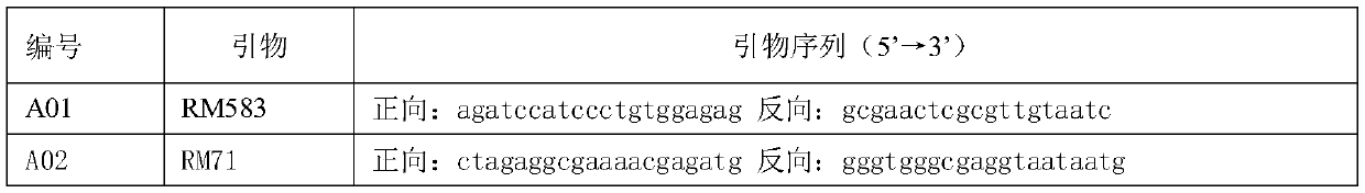 A method for testing the purity and consistency of conventional rice varieties