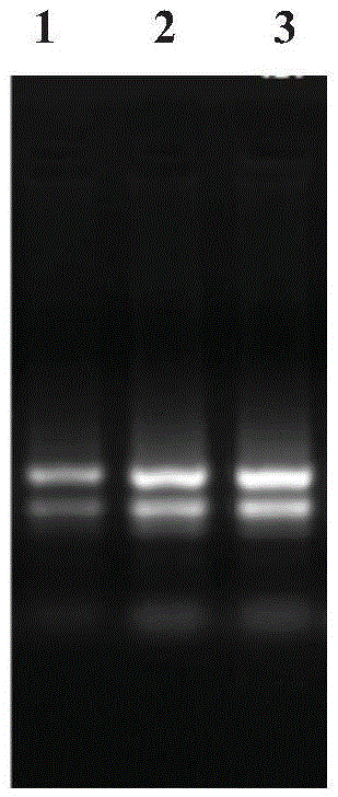 Efficient extracting method for Wuta-tsai total RNA