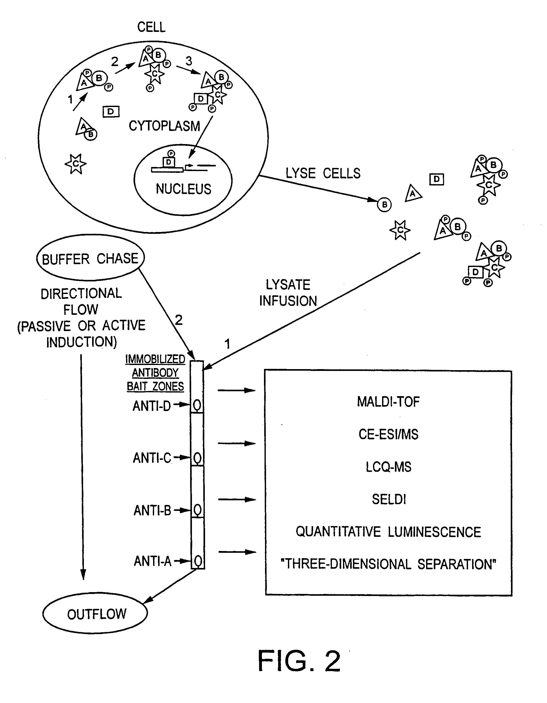 Method and apparatus for signal transduction pathway profiling