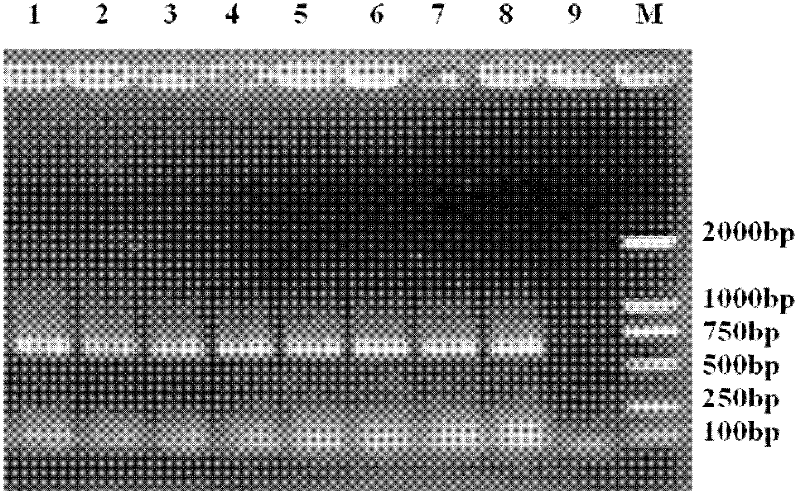 Method for detecting TilletiafuscaEII&EV and T.bromi(Brockm.)Brockm by using double polymerase chain reaction (PCR) primers