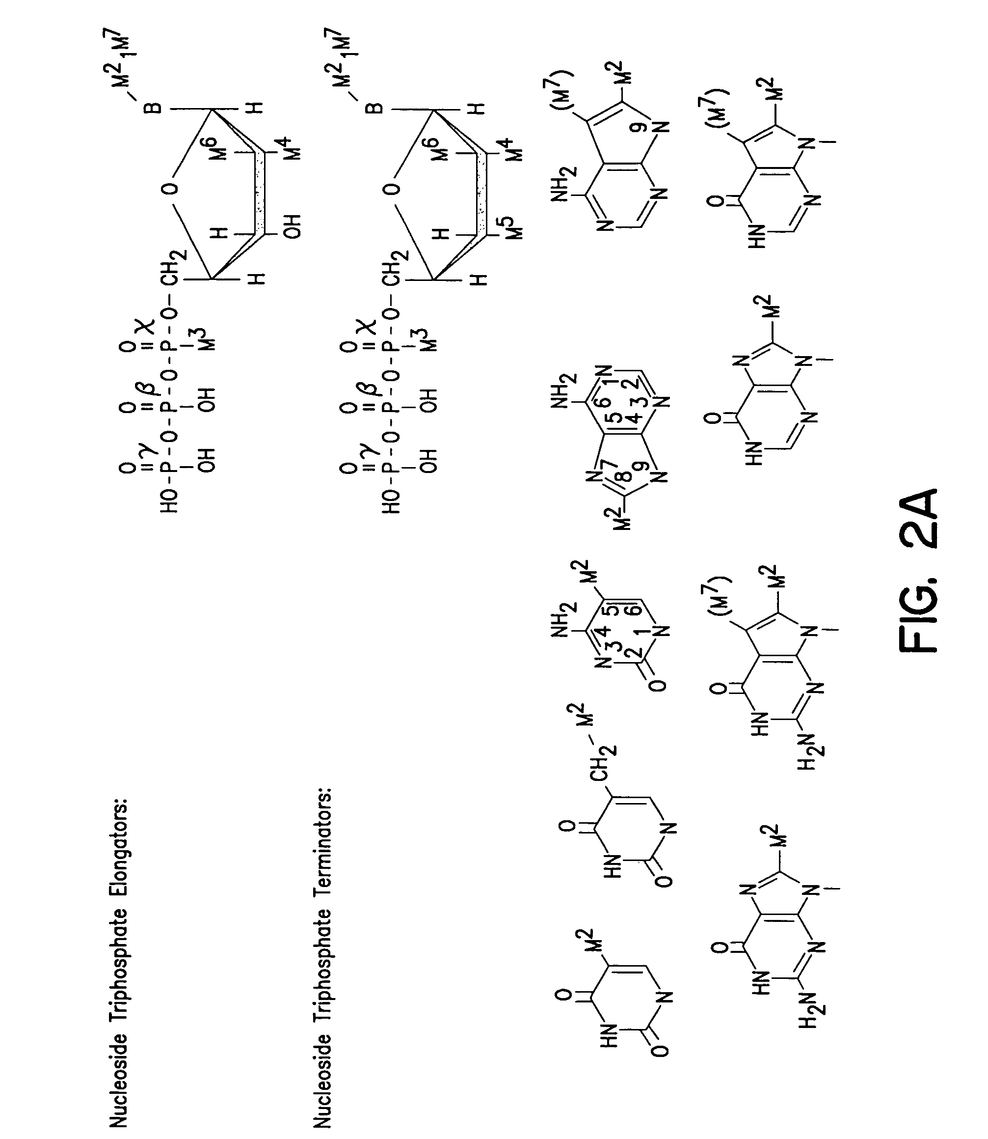 Solid phase sequencing of biopolymers