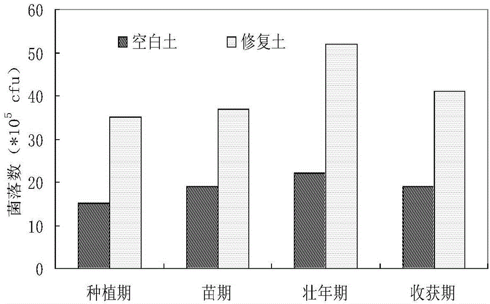 Preparation method of petroleum degrading bacteria solid inoculant and method for restoring petroleum-polluted soil by using prepared solid inoculant