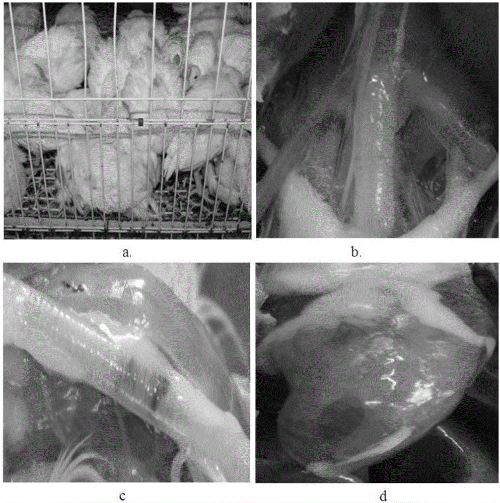 Traditional Chinese medicine composition capable of preventing and treating infectious bronchitis of chickens and preparation method of traditional Chinese medicine composition