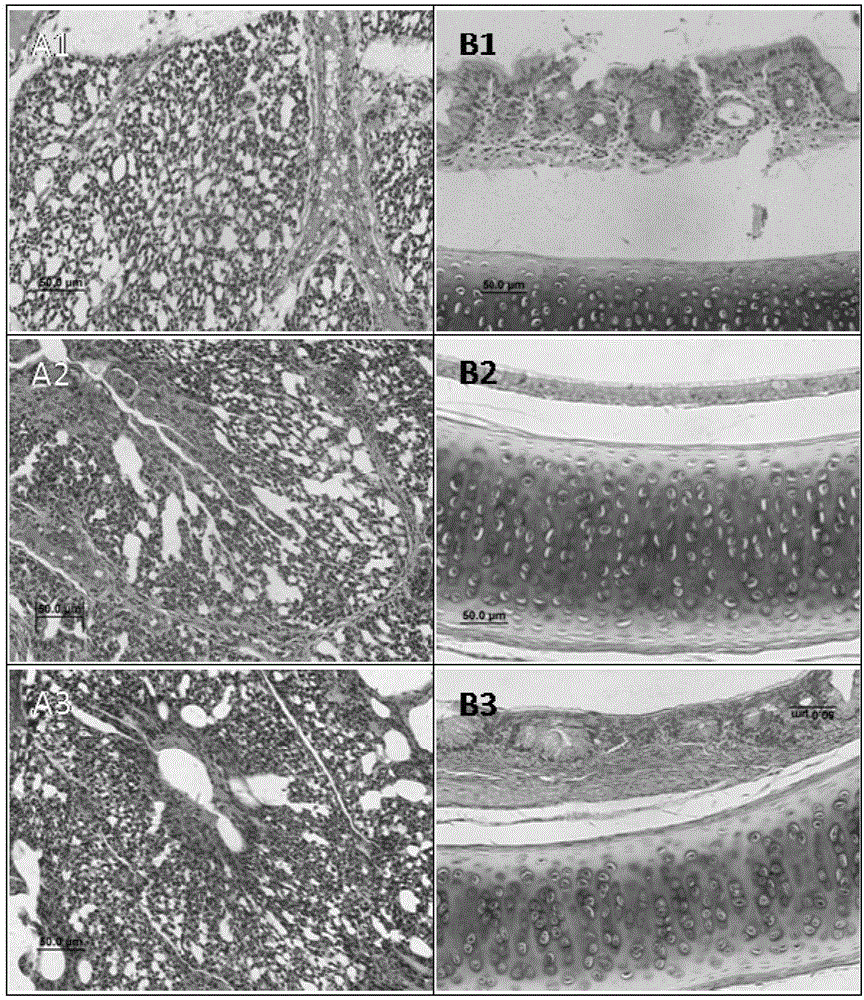 Traditional Chinese medicine composition capable of preventing and treating infectious bronchitis of chickens and preparation method of traditional Chinese medicine composition