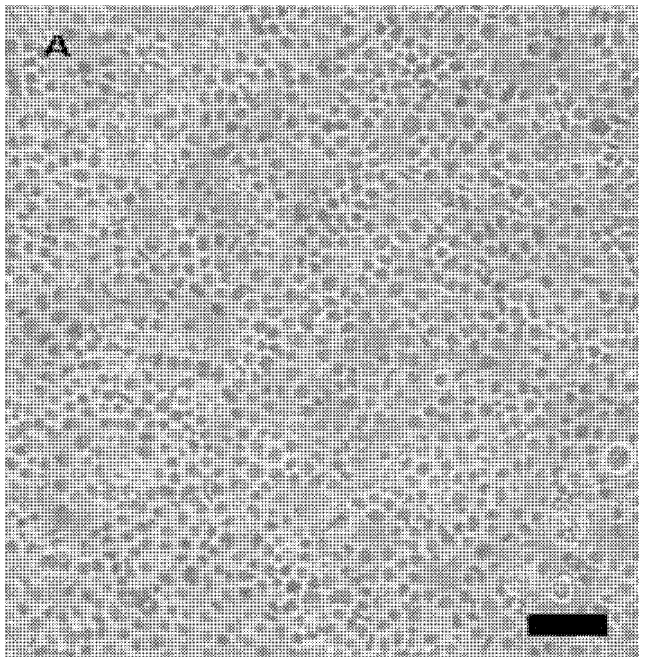 Pseudosciaena crocea head kidney macrophage separation and primary culture method and application thereof