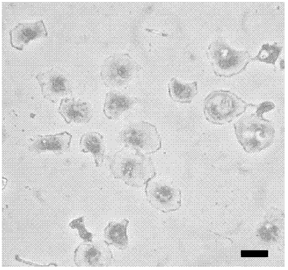 Pseudosciaena crocea head kidney macrophage separation and primary culture method and application thereof