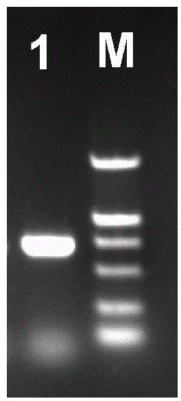 Duck plague virus (DPV) UL13 intercepted recombinant protein and polyclonal antibody, preparation method and application thereof