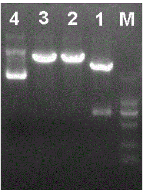 Duck plague virus (DPV) UL13 intercepted recombinant protein and polyclonal antibody, preparation method and application thereof