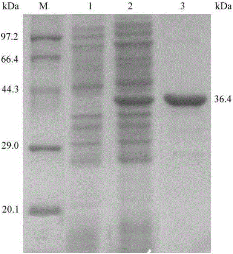 L-lactic dehydrogenase derived from Lactobacillus casei and application of L-lactic dehydrogenase