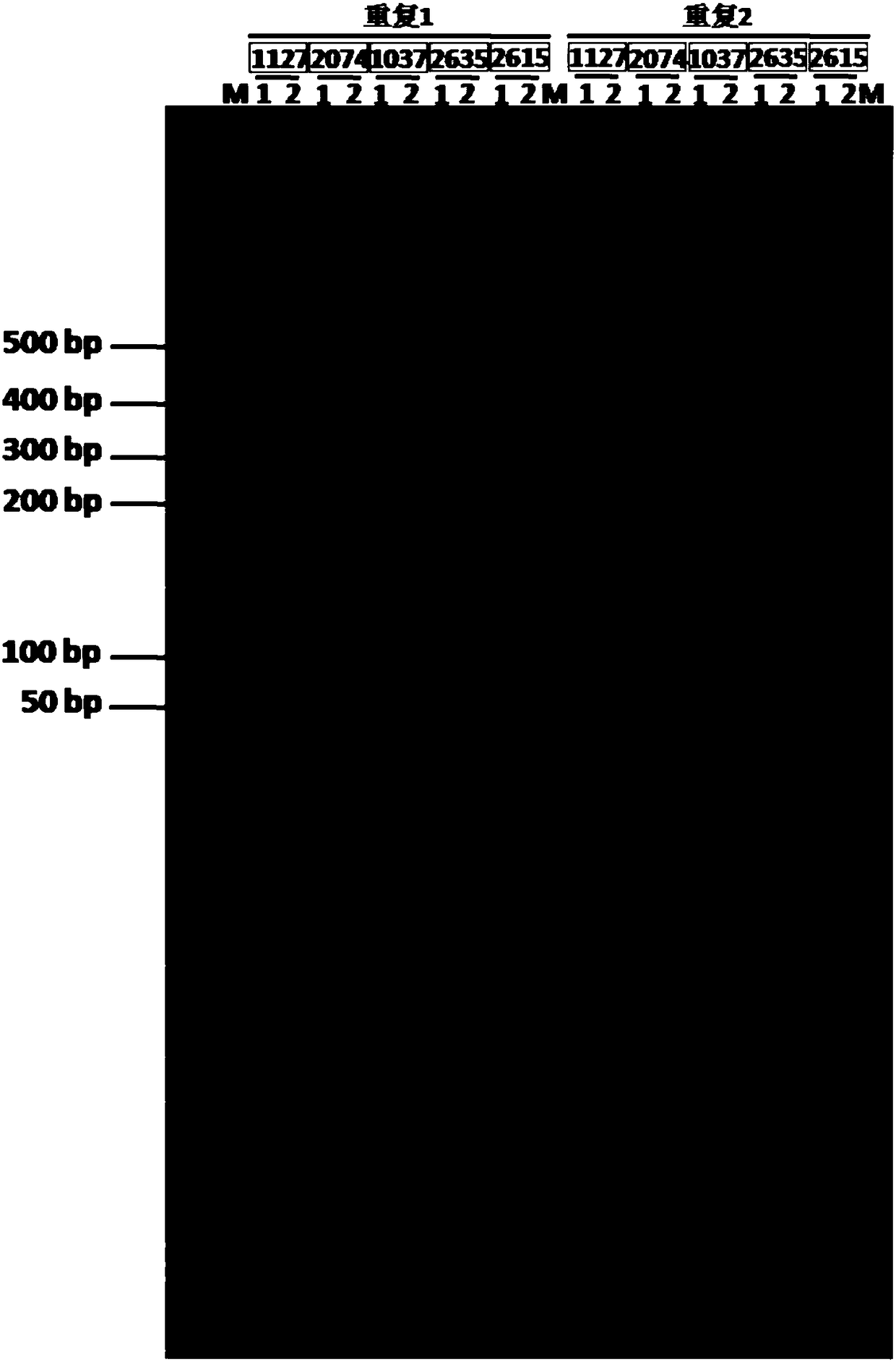 Group of SSR molecular markers for identifying corn varieties and application of molecular markers