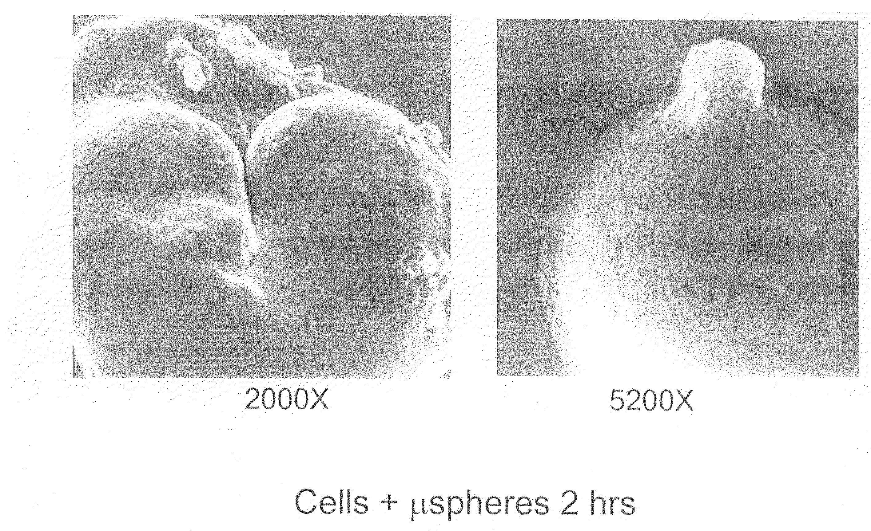 Composition for the delivery of live cells and methods of use thereof