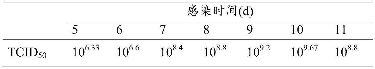 Inactivated vaccine for epizootic haematopoietic necrosis disease in carassius auratus and preparation method of inactivated vaccine for epizootic haematopoietic necrosis disease in carassius auratus