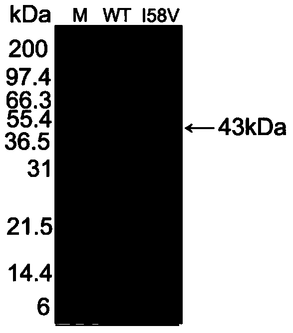 PGL (Polygalacturonate Lyase) mutant capable of improving secretion performance