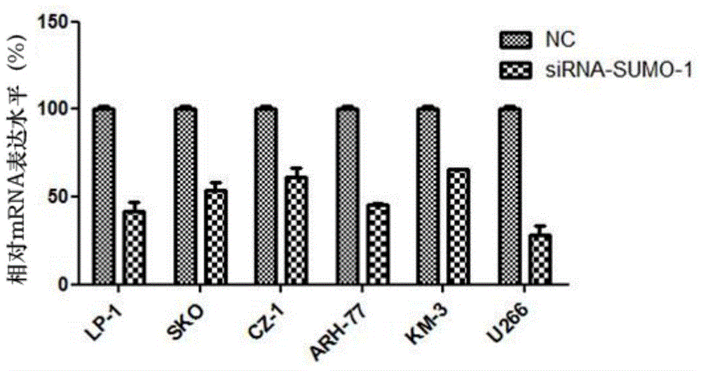 MM (multiple myeloma)-resistant small-interference RNA (ribonucleic acid) and application thereof