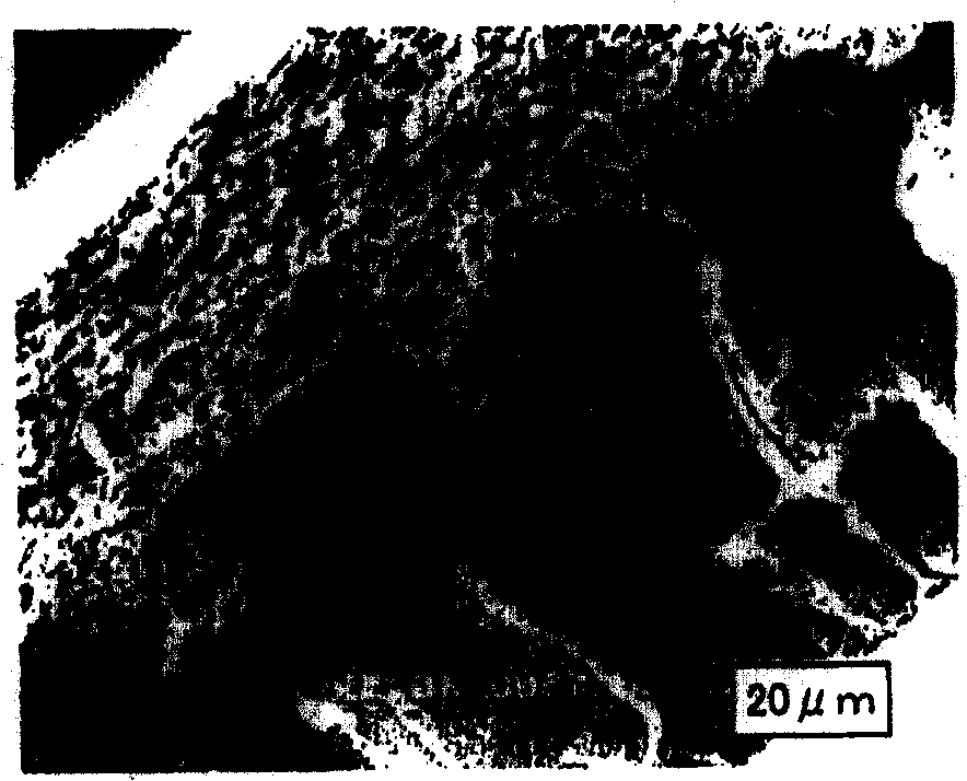 Porous membrane of poly(metaphenylene isophthalamide) and process for producing the same