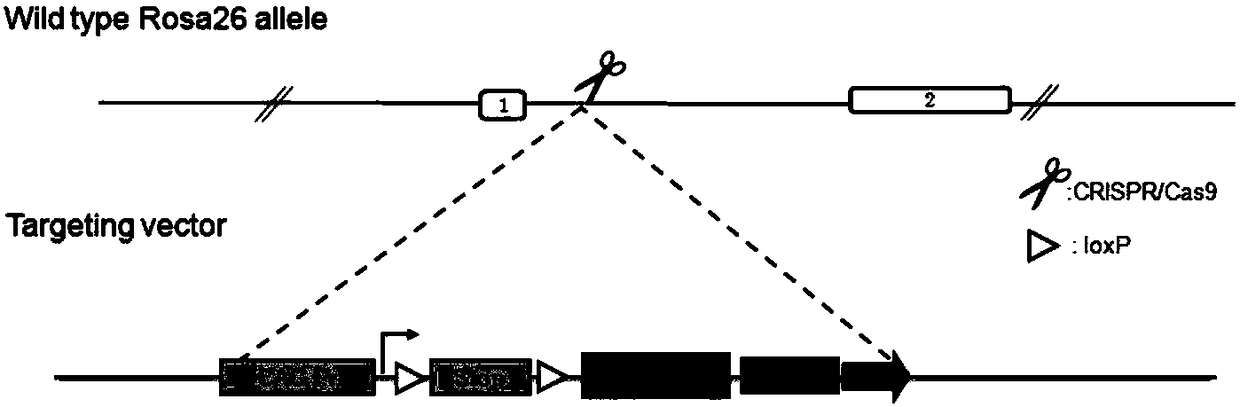 Method for building renal inducible inherent macrophage infiltration mouse model